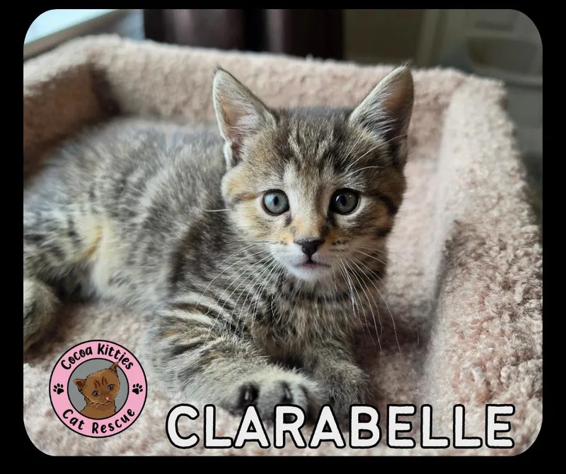 Clarabelle thumbnail 2