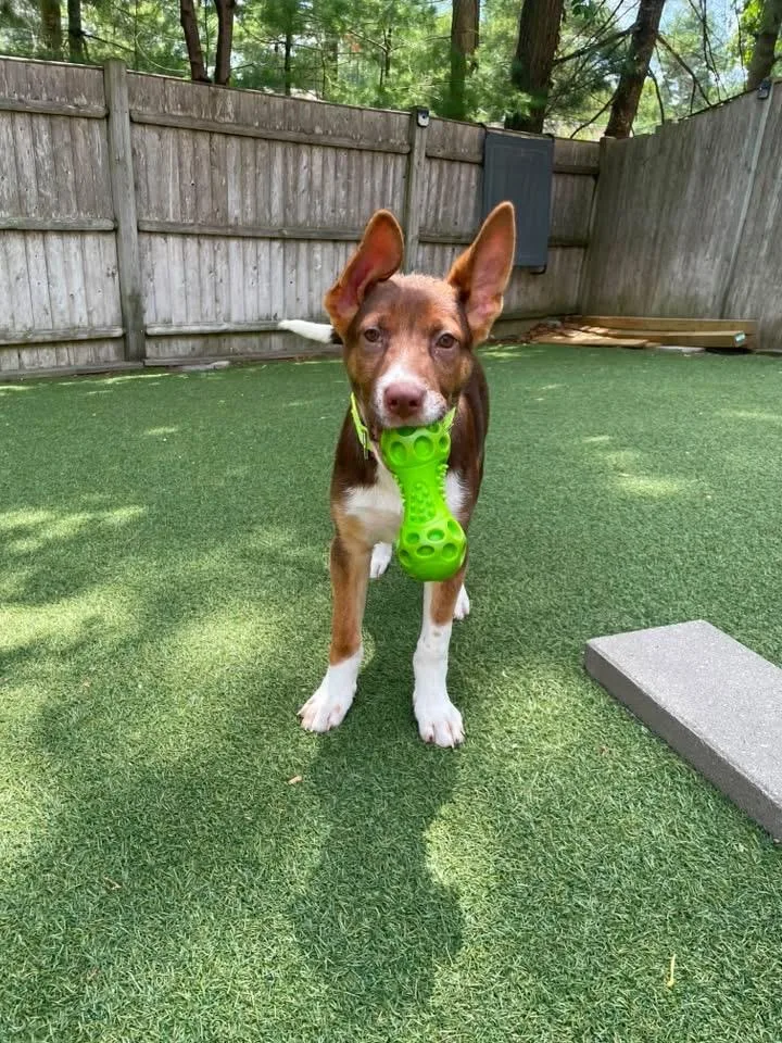 A baby medium-sized female Mixed Breed dog named Moxie for adoption in Pembroke, MA