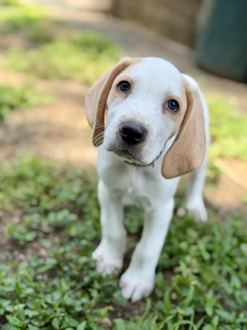 A baby large-sized male Hound dog named Spruce for adoption in Collingswood, NJ