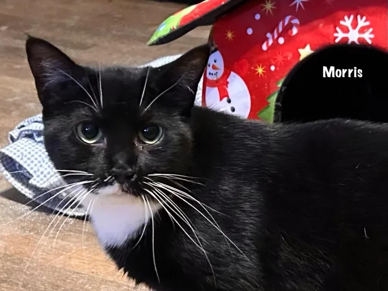 An adult medium-sized male Domestic Short Hair cat named Morris for adoption in Windsor, CT