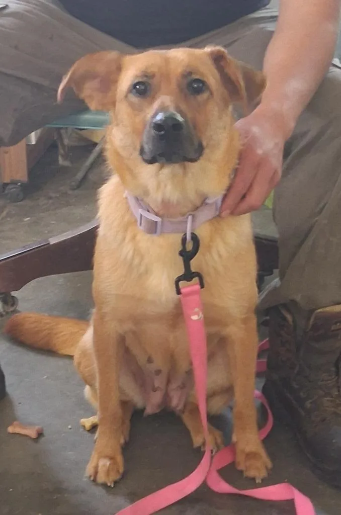 Daphne