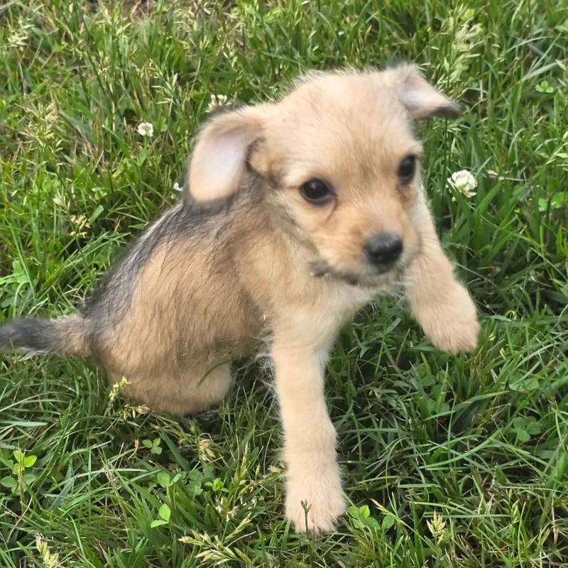 A baby small-sized female Brown / Chocolate Mixed Breed dog named Dolores for adoption in Fredericksburg, VA