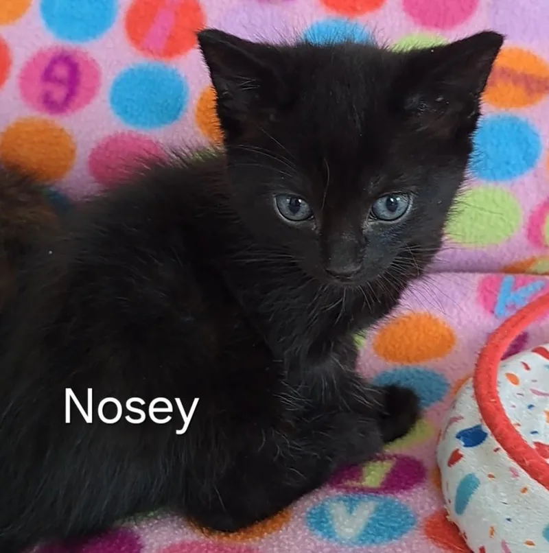 Nosey