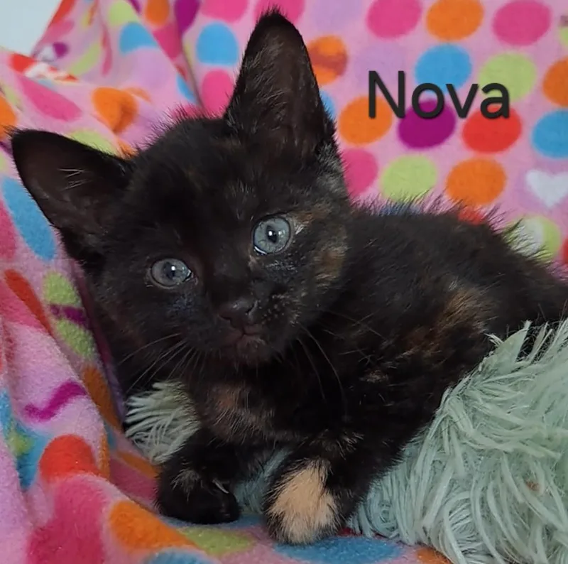 Nosey thumbnail 3