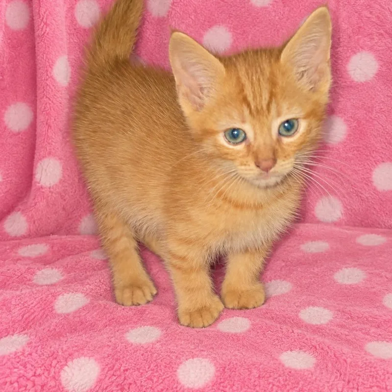 A baby small-sized male Orange / Red Domestic Short Hair cat named Nigel for adoption in Mount Juliet, TN