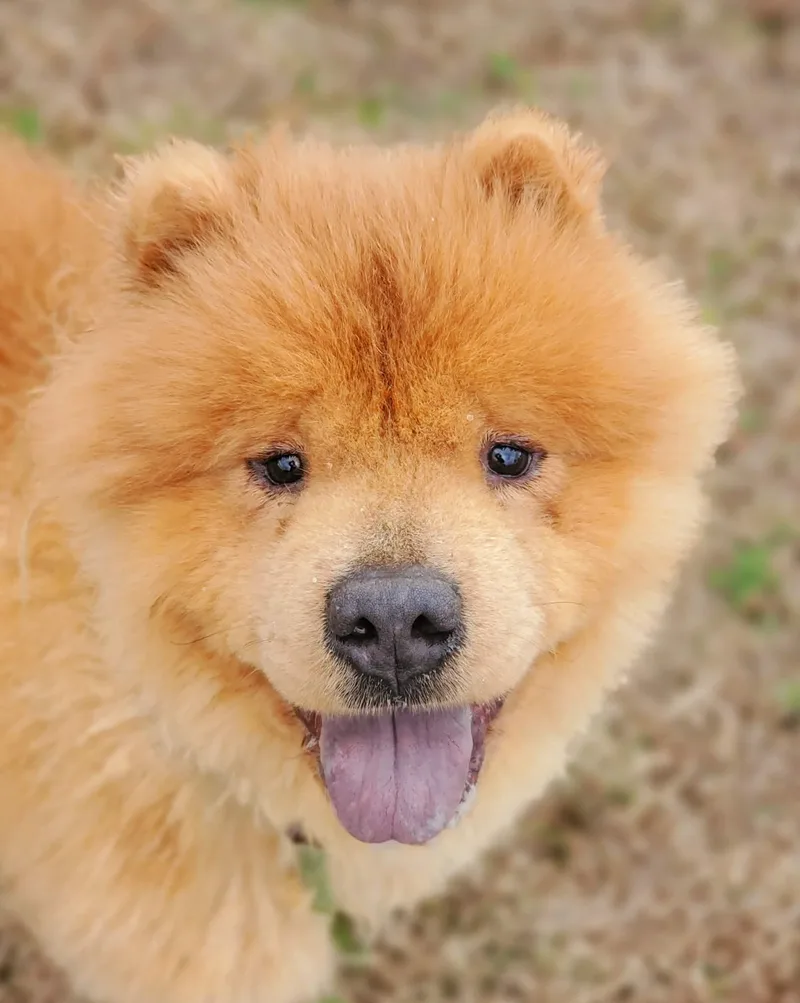 An adult medium-sized male Golden Chow Chow dog named Oso for adoption in Myrtle Beach, SC