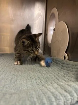 A baby small-sized female Domestic Medium Hair cat named Nubbin for adoption in Independence, MO