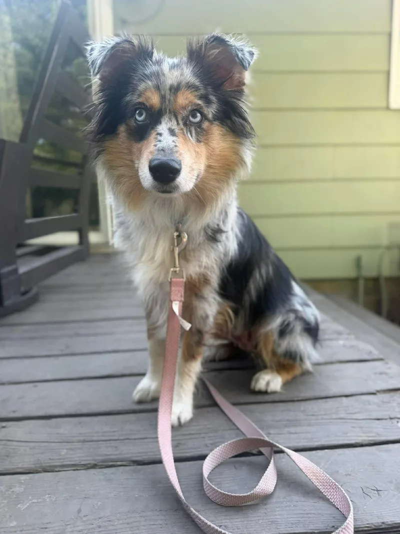 An adult medium-sized female Australian Shepherd dog named Bali for adoption in Grand Forks, ND