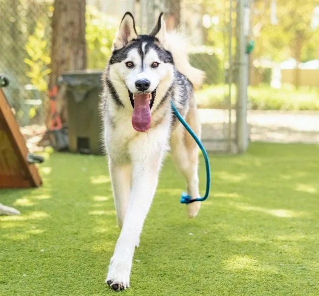 A young large-sized male Siberian Husky dog named Fluffers for adoption in San Jose, CA