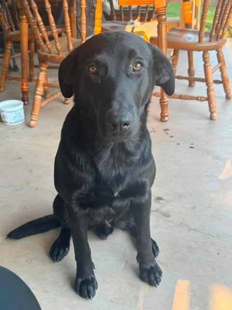 An adult medium-sized male Black Shepherd dog named Leo for adoption in Wichita Falls, TX