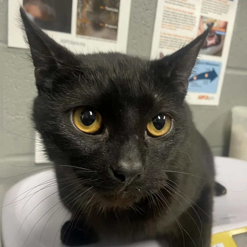 Captain Zoomies thumbnail 2