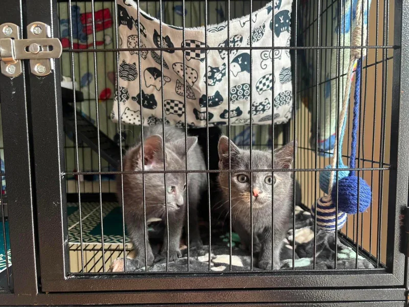 A young medium-sized male Gray / Blue / Silver Domestic Short Hair cat named Poseidon for adoption in Sicklerville , NJ
