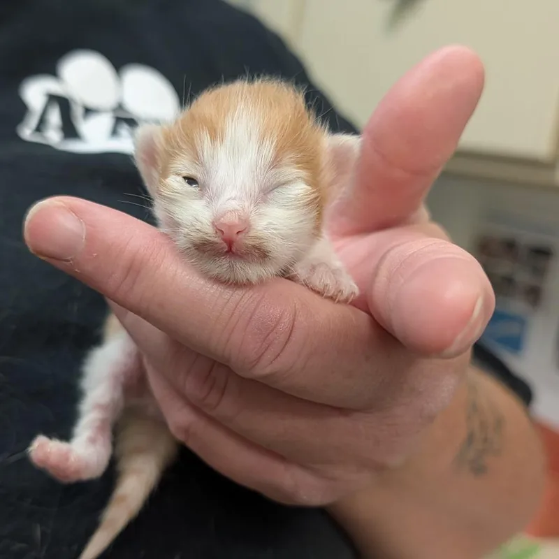 A baby small-sized female White Domestic Short Hair cat named Bimble Brassbottom for adoption in Ardmore, OK