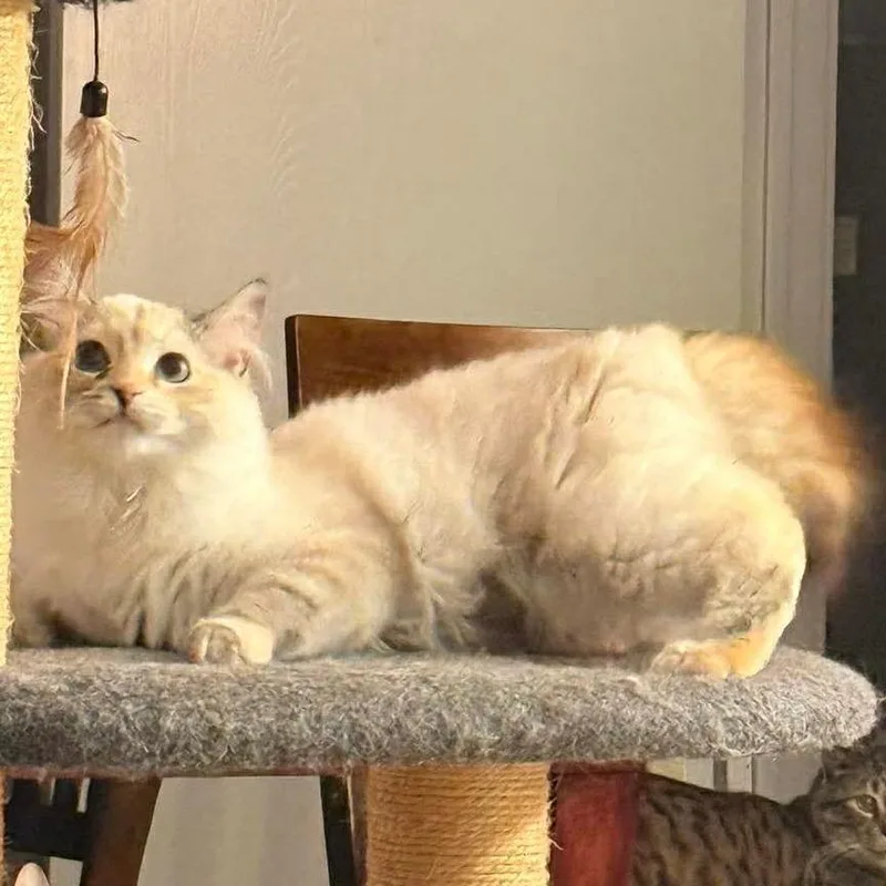 Peanut Butter thumbnail 2