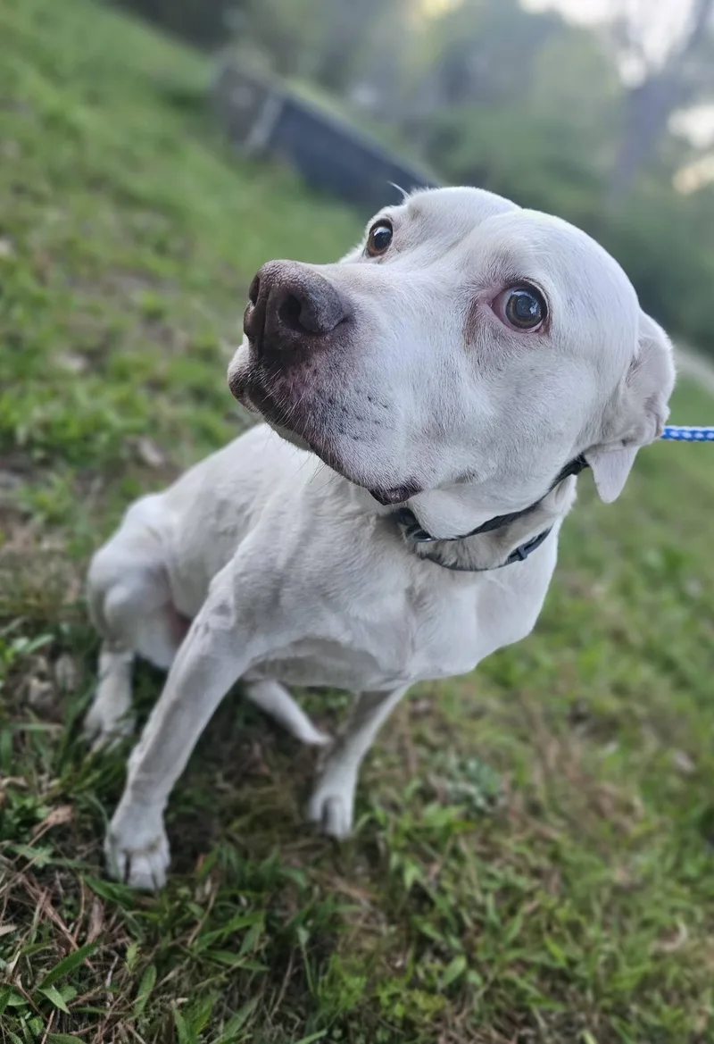 Seraphina thumbnail 2