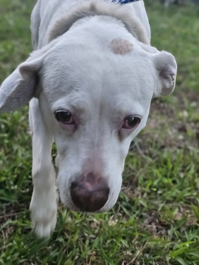 Seraphina thumbnail 3