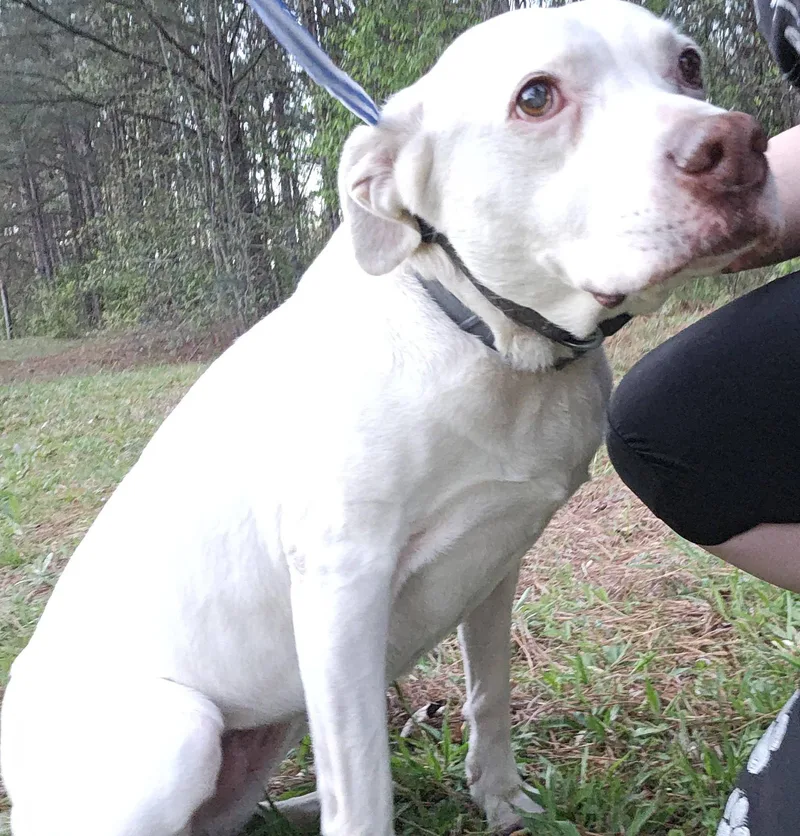 Seraphina thumbnail 4