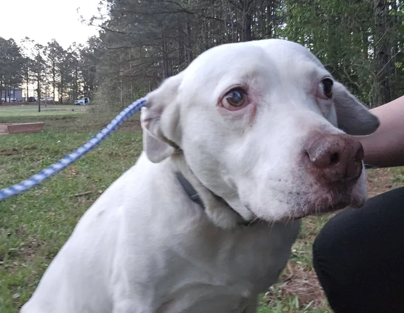 Seraphina thumbnail 5