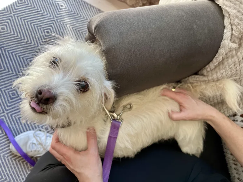 A young small-sized male White / Cream Maltese dog named Cody for adoption in Harrison, NY