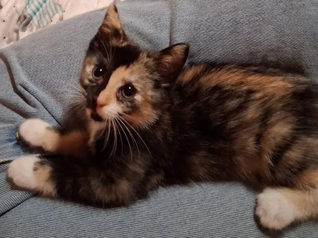 A young small-sized female Calico Domestic Short Hair cat named Baguette for adoption in Webster City, IA