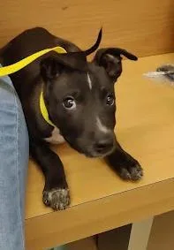 A baby small-sized male Mixed Breed dog named Oliver Cherrywood for adoption in Chamblee, GA