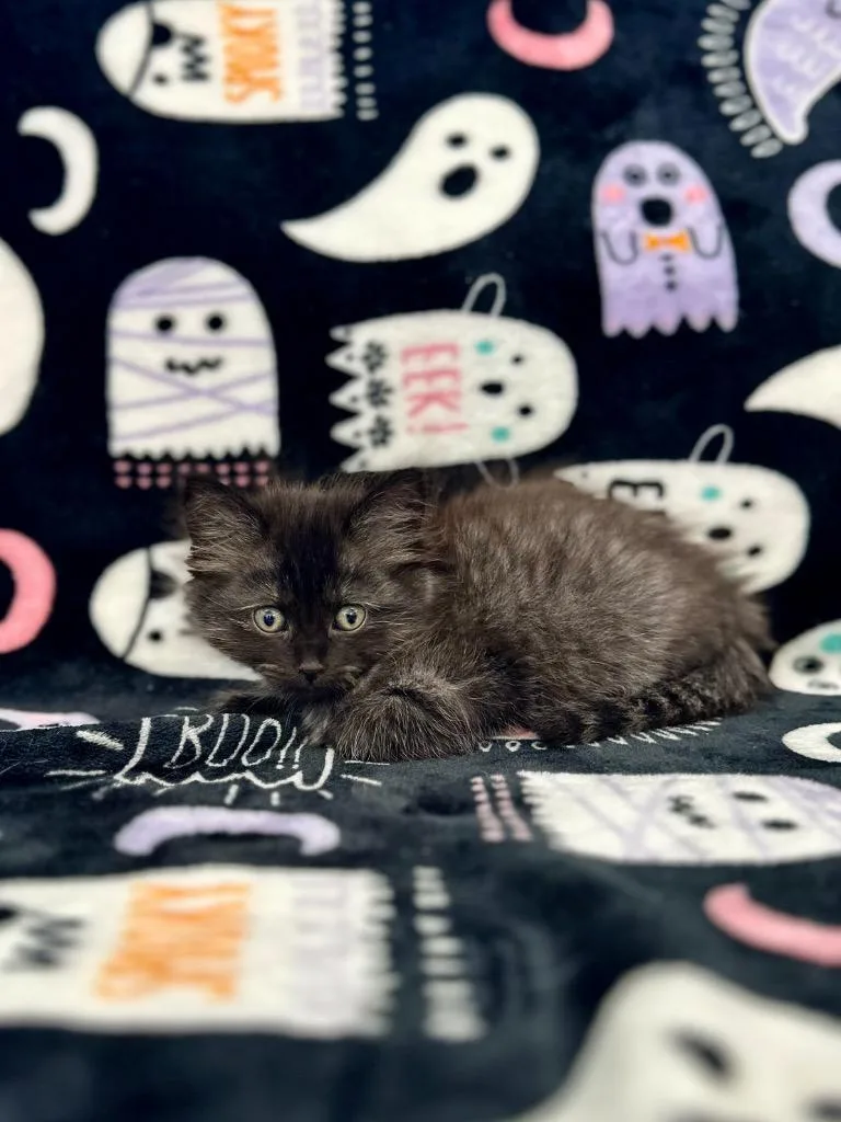 A baby medium-sized male Domestic Long Hair cat named Bill Denbrough for adoption in Newberg, OR