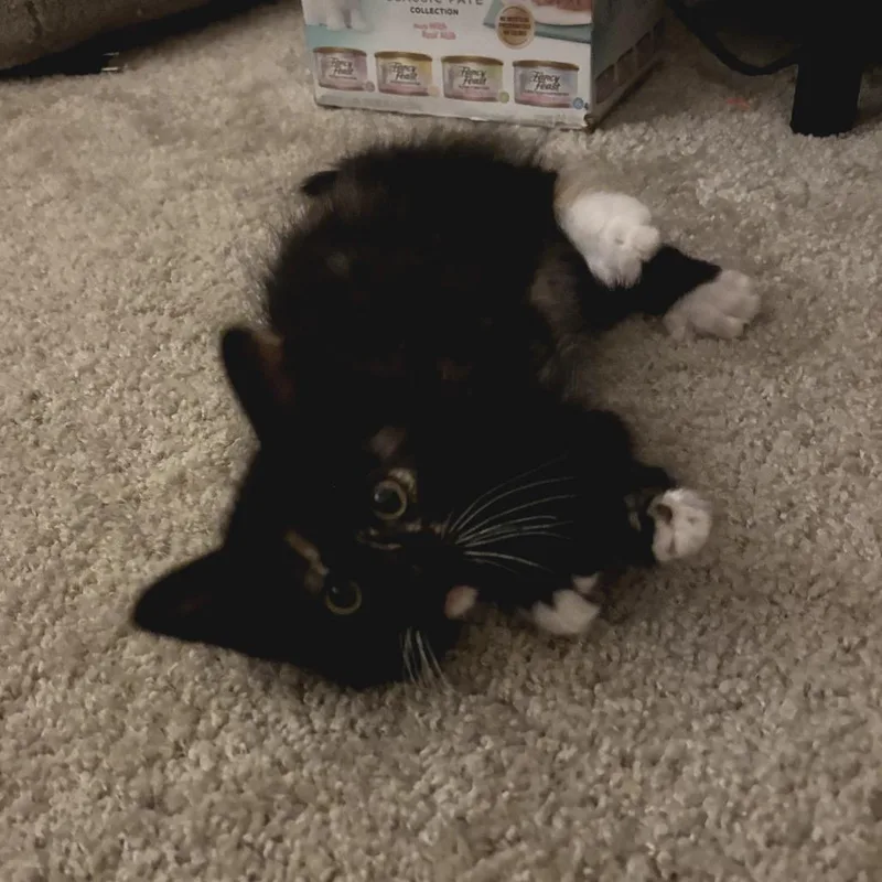 A baby small-sized female Calico Domestic Long Hair cat named Honey Butter for adoption in Fort Worth, TX