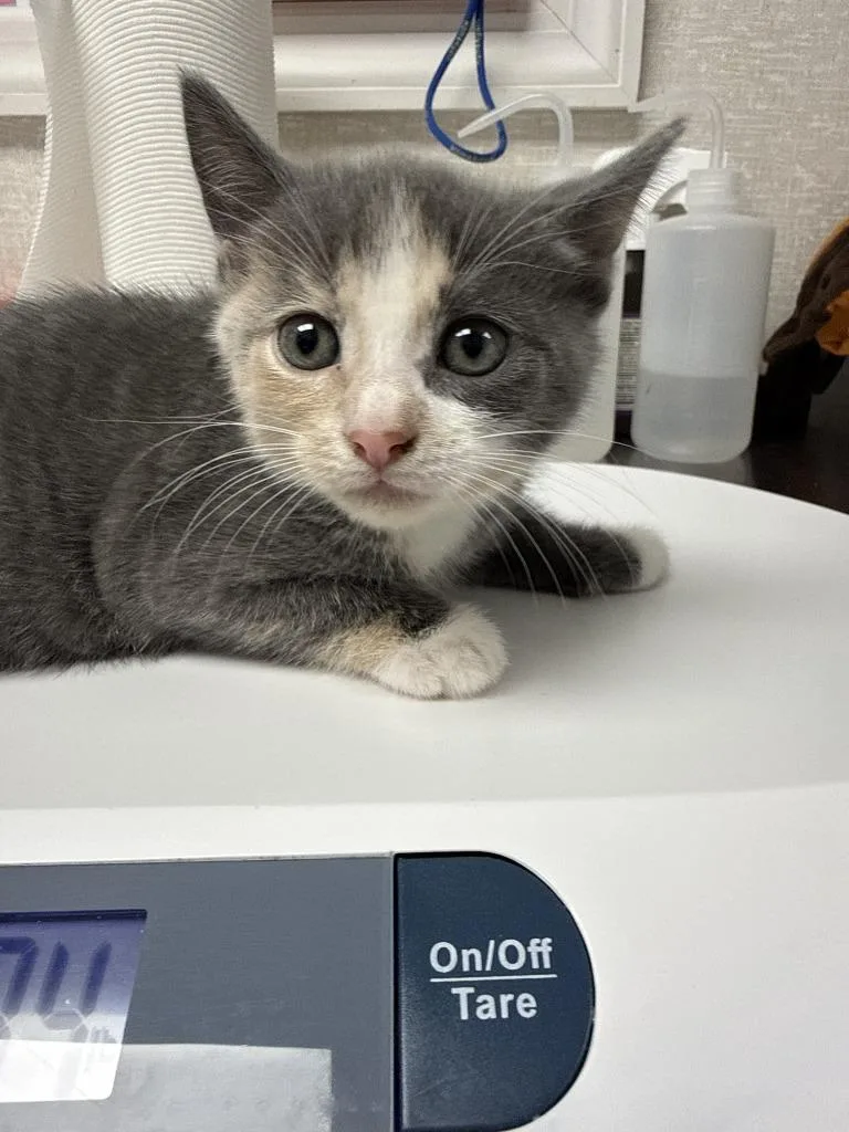 A baby medium-sized female Domestic Short Hair cat named Danica for adoption in Pomona, NY