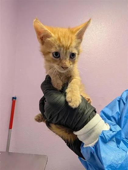 A baby small-sized male Domestic Medium Hair cat named 61724701 for adoption in El Paso, TX