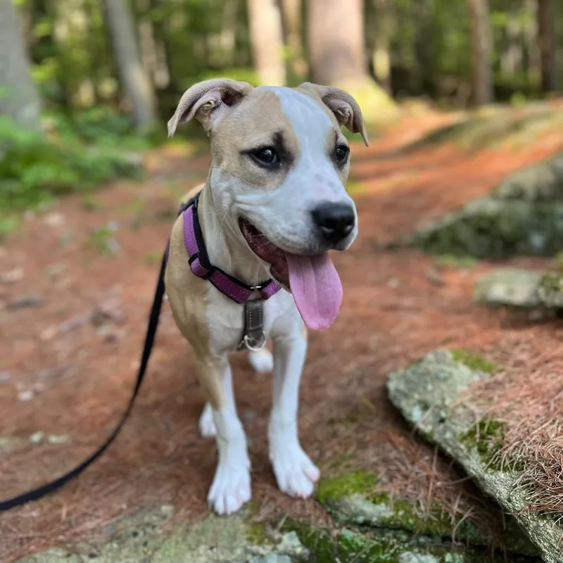 A baby medium-sized female Yellow / Tan / Blond / Fawn Mixed Breed dog named Claire for adoption in Hopkinton, MA