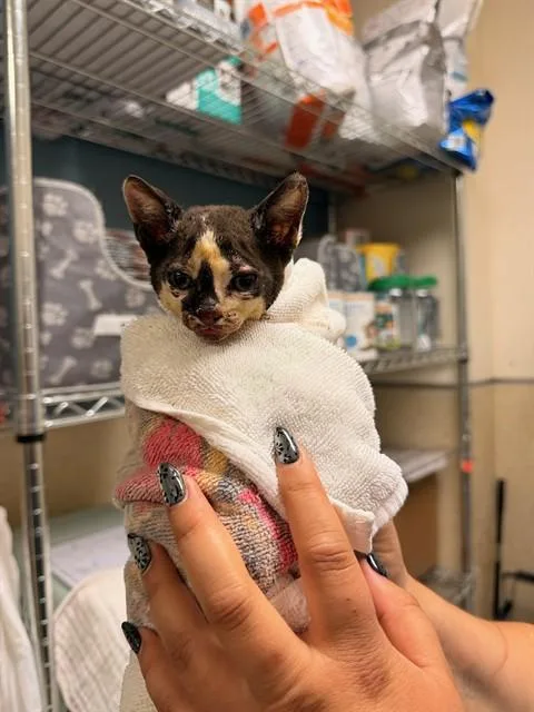 A baby small-sized male Domestic Short Hair cat named Lava for adoption in Riverside, CA
