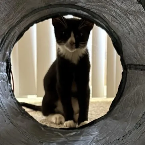 A baby small-sized female Black Domestic Medium Hair cat named Bellagio for adoption in Westminster, CA