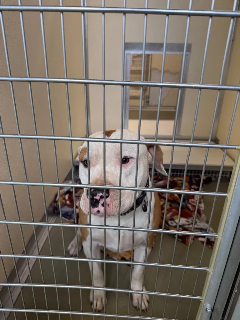 A senior large-sized male Mixed Breed dog named Petey for adoption in Columbia, TN