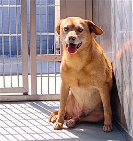 An adult medium-sized male Australian Cattle Dog / Blue Heeler dog named Coda for adoption in Baldwin Park, CA