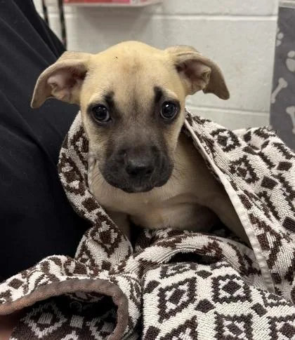 A baby small-sized female Yellow / Tan / Blond / Fawn Pit Bull Terrier dog named Amaura for adoption in Kansas City, MO