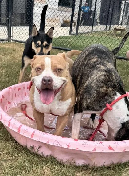 An adult medium-sized female Mixed Breed dog named Glitter Gal for adoption in Atlanta, GA