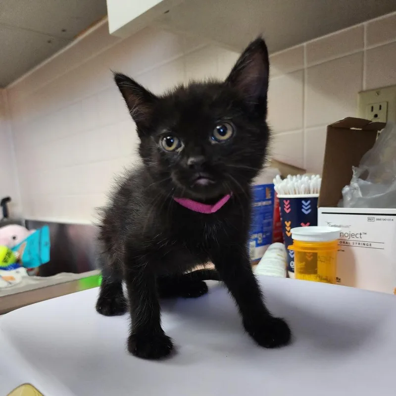 A baby small-sized female Black Domestic Short Hair cat named April for adoption in Dixon, IL