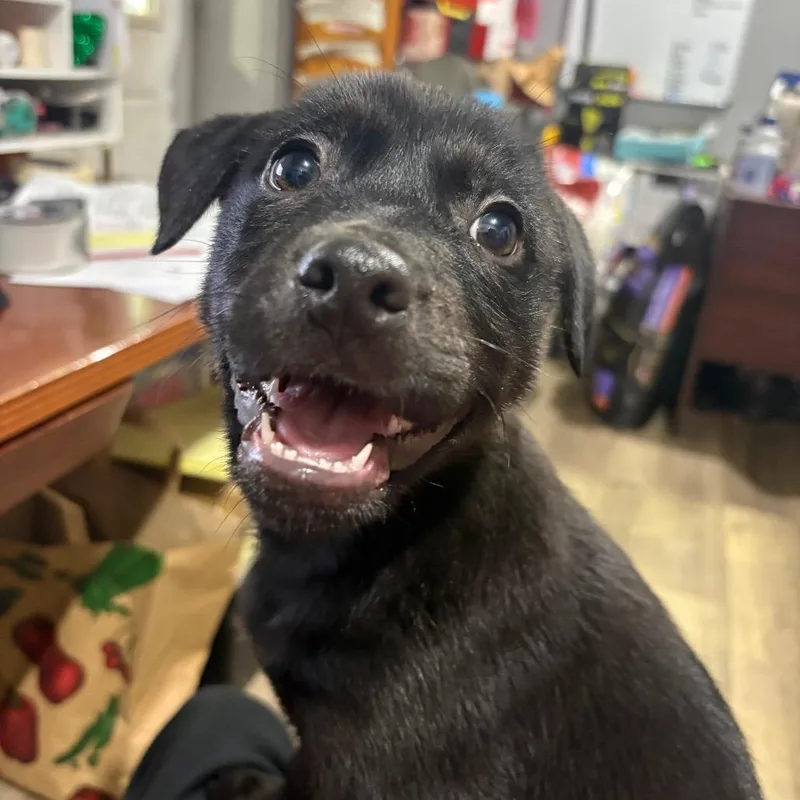 A baby small-sized female Black Mixed Breed dog named Swiss for adoption in Wappingers Falls, NY