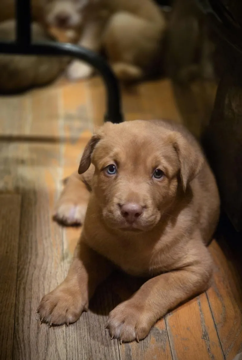 A baby large-sized male Labrador Retriever dog named Buck for adoption in Port Angeles, WA