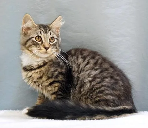 A baby medium-sized male Tabby (Brown / Chocolate) Domestic Medium Hair cat named Theo for adoption in Maynardville, TN