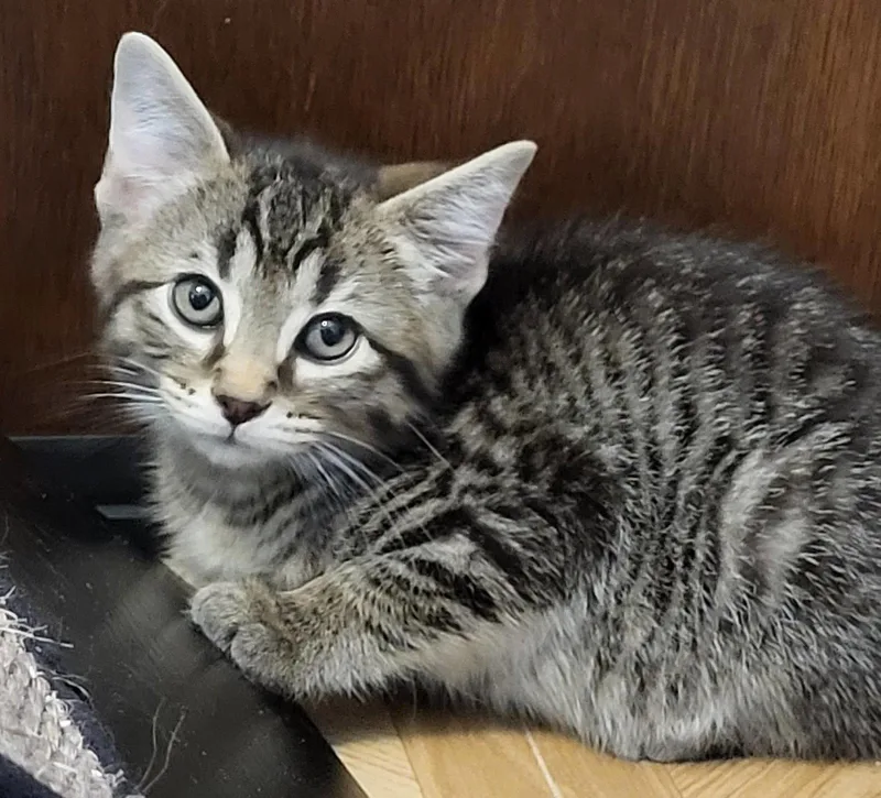 A baby medium-sized male Domestic Short Hair cat named Bud for adoption in Shawnee, KS