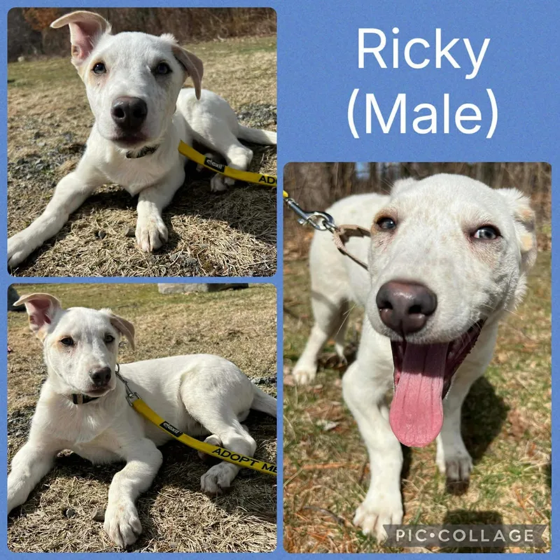A baby large-sized male White / Cream Cattle Dog dog named Ricky for adoption in Ringwood, NJ
