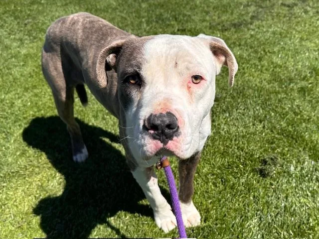 A young medium-sized male Pit Bull Terrier dog named Robert for adoption in Albuquerque, NM