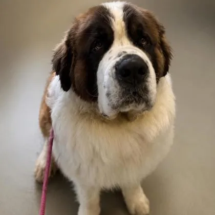 An adult extra large-sized male Saint Bernard dog named Leo for adoption in Worcester, MA
