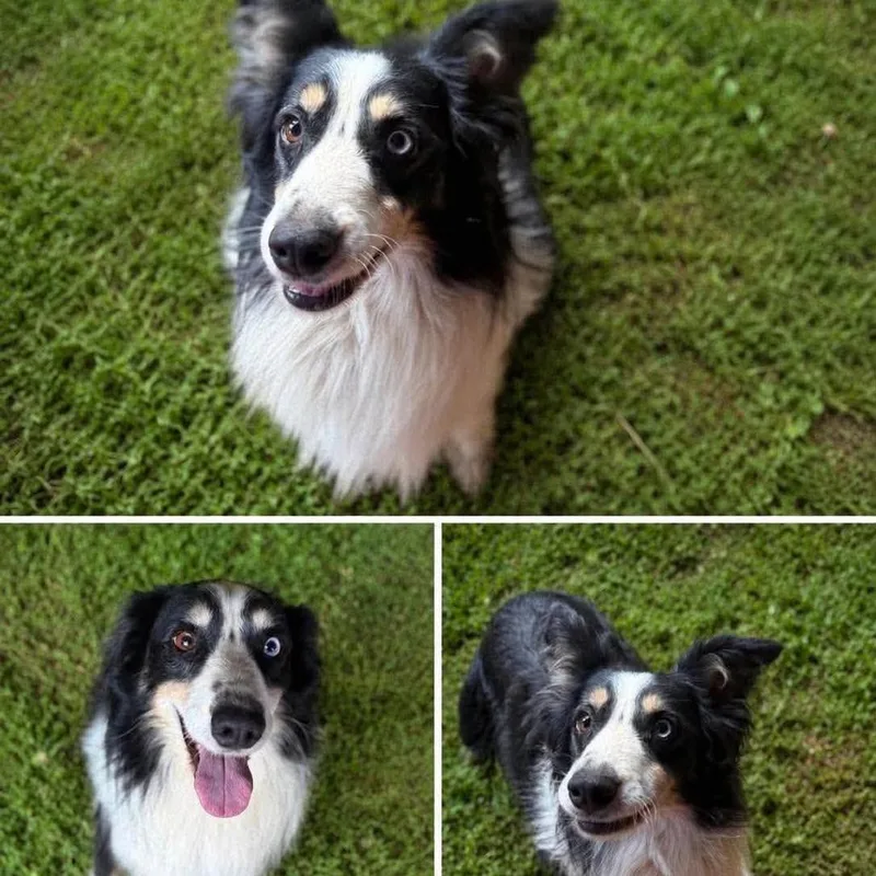 An adult medium-sized male Black Border Collie dog named Luke for adoption in Alexandria, VA