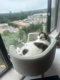 A senior medium-sized male Black & White / Tuxedo Domestic Short Hair cat named Lucky for adoption in Herndon, VA