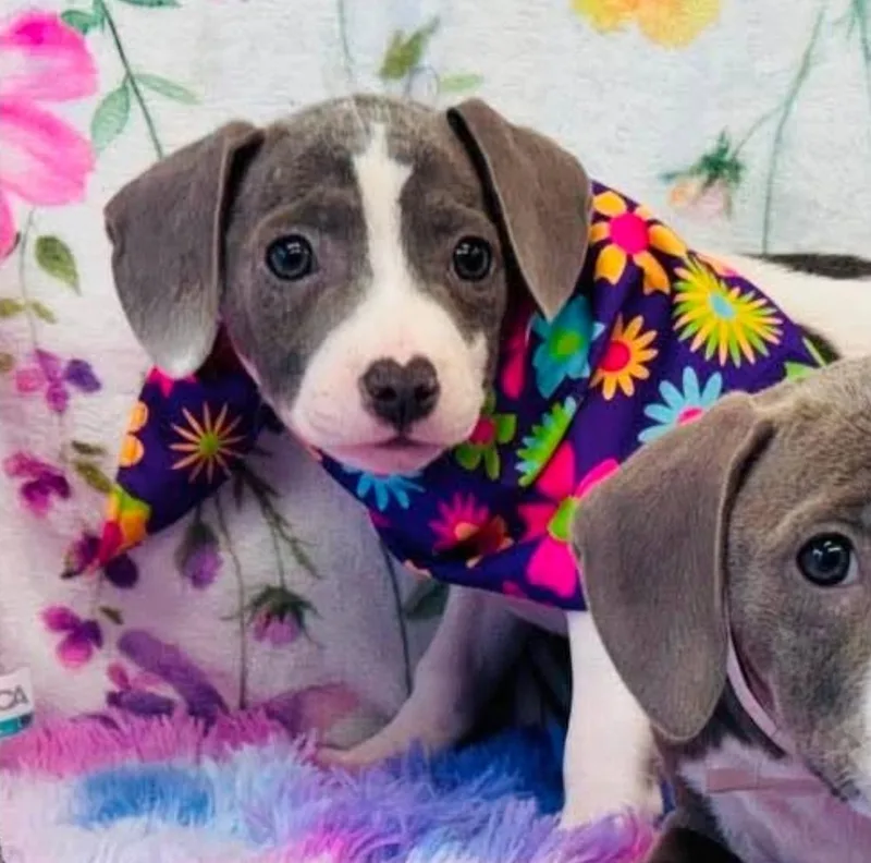 A baby medium-sized female Gray / Blue / Silver Pit Bull Terrier dog named Brooklyn for adoption in Sedalia, CO