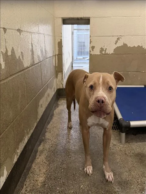 An adult large-sized female Pit Bull Terrier dog named Mia for adoption in Los Angeles, CA
