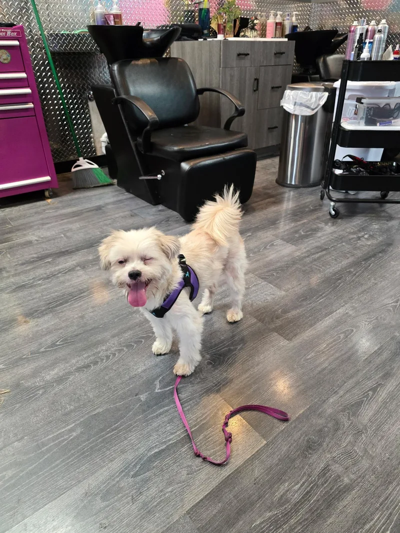 An adult small-sized male Terrier dog named Jeff for adoption in Gig Harbor, WA