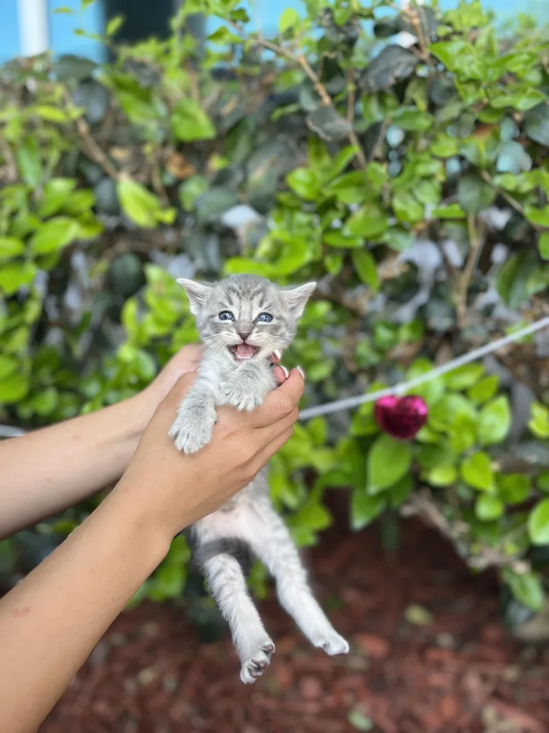 A baby small-sized male Gray & White Domestic Short Hair cat named Benson for adoption in South El Monte, CA